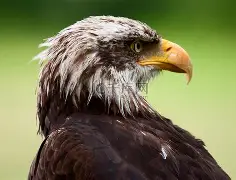 老鹰绝杀步行者，拿下关键胜利